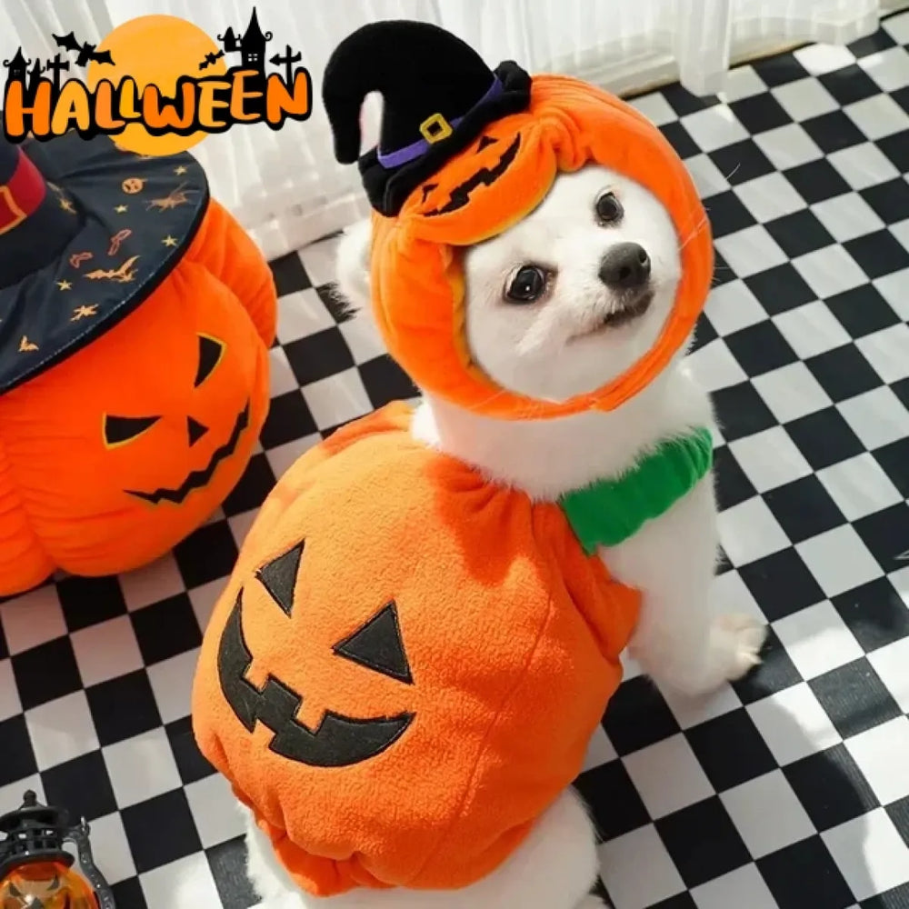 Funny Pet Costumes